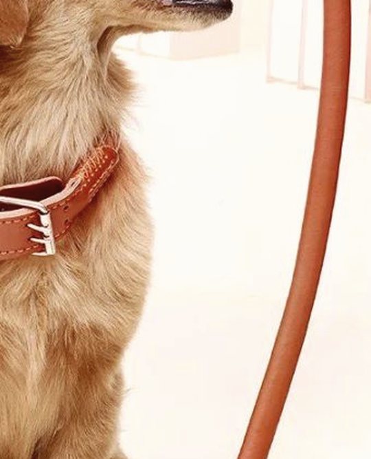 Test Leashes